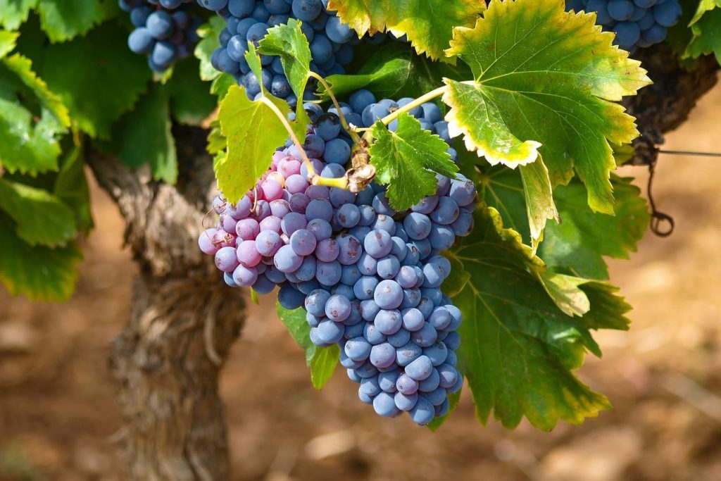 Grapes in vineyard